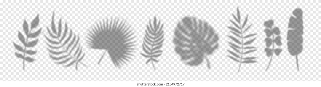 Palm Leaves Shadows Set. Vector tropical palm leaf shadow collection, plant branches shadow overlay effect on transparent background for mockup, templates, design.