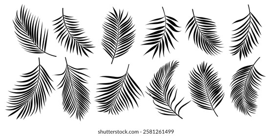 Palm leaves silhouette clipart set. Palm and coconut black leaf clip art icon elements in white background vector illustration. 