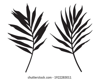 Palm leaves silhouette. Design elements in hand-drawn style. Vector illustration.