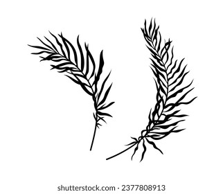 Palm leaves silhouette set. Black branches with foliage. Tropical and exotic stem. Rainforest and jungle. Botany and floristry. Cartoon flat vector collection isolated on white background