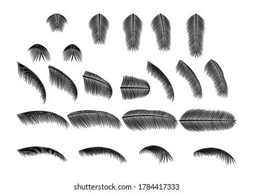 Palm Leaves Silhouettes in Different Views