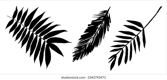 Palm leaves, silhouettes. Hand drawn. Vector illustration.