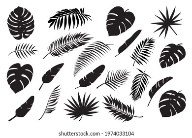 Palm leaves silhouettes. Tropical leaf monstera, banana and coconut. Jungle foliage, exotic rainforest palm tree floral decoration vector set. Paradise branches and leafage for summertime