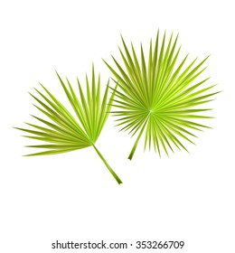 Palm leaves solated on white background. Vector illustration