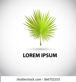 Palm leaves solated on white background. Vector illustration