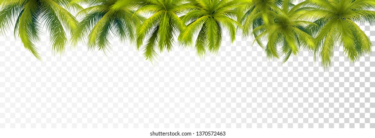 Palm Leaves Top Border On Transparent Background. Vector Photo Realistic Illustration