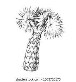 Palm Leaves Tree High Trunk Monochrome Vector. Seacoast Subtropical Decorative Foliage Palm. Wild Nature Botanical Plant Concept Template Designed In Vintage Style Black And White Illustration