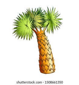 Palm Leaves Tree High Trunk Color Vector. Seacoast Subtropical Decorative Foliage Palm. Wild Nature Botanical Plant Concept Template Designed In Vintage Style Illustration