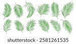 Palm leaves tropical clipart set. Palm coconut green leaf drawing clip art for summer graphic elements vector illustration.  