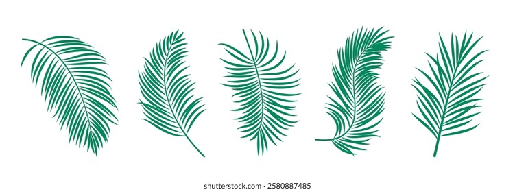 Palm leaves tropical clipart set. Green palm and coconut leaf clip art collection tropical summer symbol in white background vector illustration.
