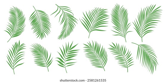 Palm leaves tropical clipart set. Palm coconut green leaf drawing clip art for summer graphic elements vector illustration.  