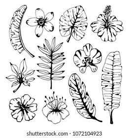 Palm leaves, tropical flowers. Hand drawn isolated on white background set