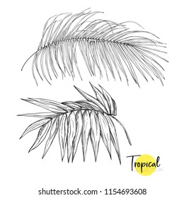 Palm leaves. Tropical plant. Vector illustration in botanical style. Outline, graphic drawing.  Isolated on white background.