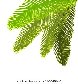 palm leaves. Vector
