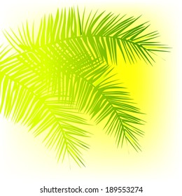 palm leaves. Vector 