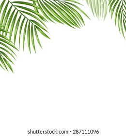 Palm leaves vector background. 