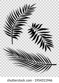 Palm Leaves Vector Background Illustration EPS10. Set of realistic palm tree leaf silhouettes. Black color shapes isolated on white background. Collection of rainforest plants.