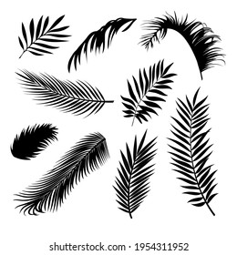 Palm Leaves Vector Background Illustration EPS10. Set of realistic palm tree leaf silhouettes. Different black color shapes isolated on white background. Collection of rainforest plants