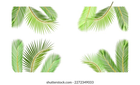 Palm leaves vector background Illustration