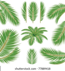 Palm leaves. Vector brush