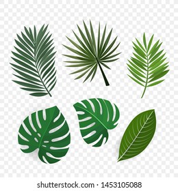 Palm leaves vector clip art