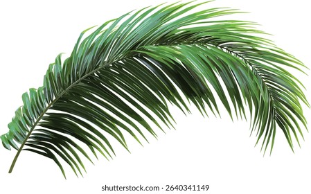 Palm leaves vector cut out foliage transparent backgrounds, tropical plant design, exotic nature, green leaves, summer background, palm branches, jungle decoration, tropical foliage.