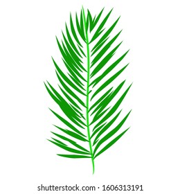 Palm Leaves Vector Green Nature beautiful