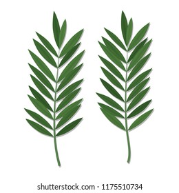 Palm leaves vector illustration