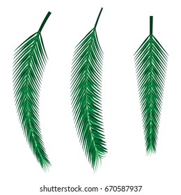 Palm leaves. Vector illustration.