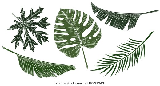 Palm leaves vector illustration. Drawing of set with green exotic tropical plants in etching style. Botanical Engraving of jungle foliage on isolated background for icon or logo.