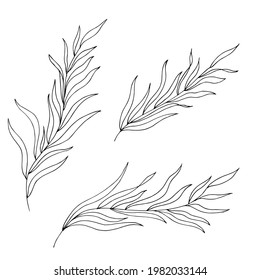 Palm leaves. Vector illustration. Linear drawing.