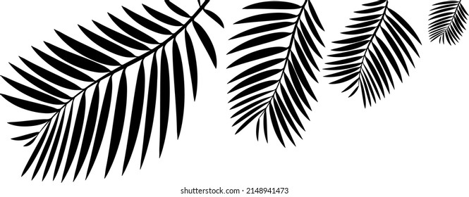 Palm leaves, vector illustration. Perfect for frames and backgrounds. 