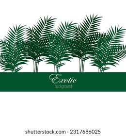 Palm leaves vector on white background, exotic abstract palm leaves