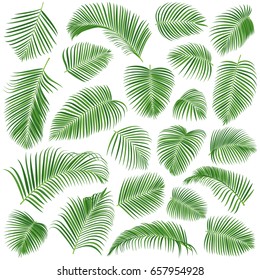 Palm leaves vector set