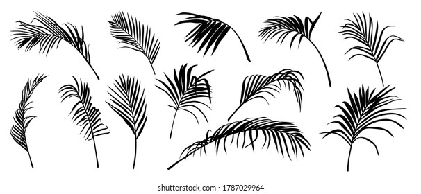 Palm Leaves Vector. Shadow Of Tropical Coconut Leaf, Summer Exotic Flora Isolated On White Background. Vector Illustration.