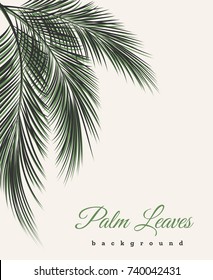 Palm leaves vintage background. Palm tree leaf feathers pattern vector african or brazilian wallpaper with text