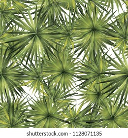 Palm Monstera Exotic Seamless Pattern. Green White Tropical Summer Background. Beach Jungle Leaves for Swimwear Design. Lei Rapport. Vintage Hawaiian Print. Tropic Textile Texture.  Botanic tile.