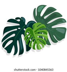 Palm Monstera green leaves isolated vector illustration