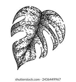 palm monstera leaf hand drawn. silhouette line, vector texture, jungle plant palm monstera leaf vector sketch. isolated black illustration