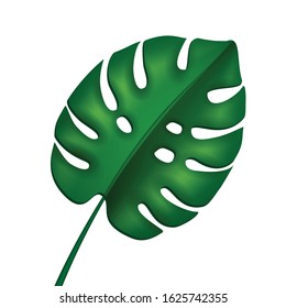 Palm , monstera leaves vector illustration