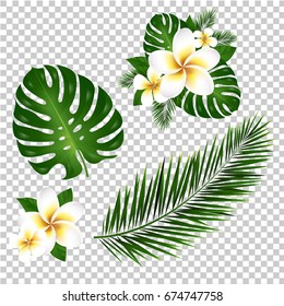 Palm And Monstera Tree Leaf, Vector Illustration