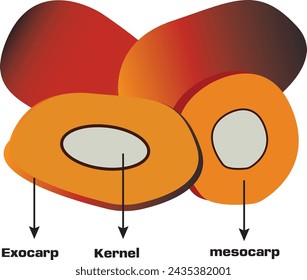 Palmöl ist ein essbares Pflanzenöl, das aus dem Mesokarp der Frucht der Ölpalmen gewonnen wird.