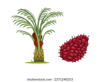 Vector de conjunto de objetos de aceite de palma y de frutas