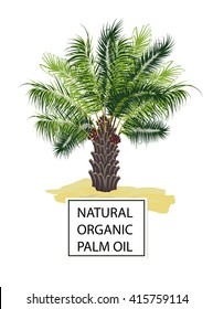 Palm oil tree on white background,vector illustration. Natural organic palm oil.  Raw materials for oil, animal feed, bio fuel and energy . Butter for soap. 
