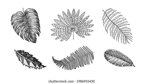 Palm plant, Monstera. Flowering plants. Tropical or exotic leaves and leaf. Vintage fern. Engraved flowers. Hand drawn. Botanical background.