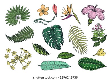 Palm plant, Strelitzia, Hibiscus, Plumeria, Medinilla, Monstera. Flowering plants. Tropical or exotic leaves and leaf. Vintage fern. Engraved flowers. Hand drawn. Botanical background.