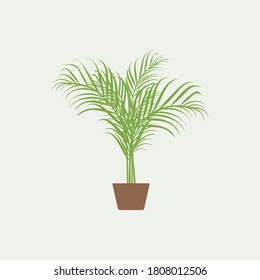 palm in a pot vector