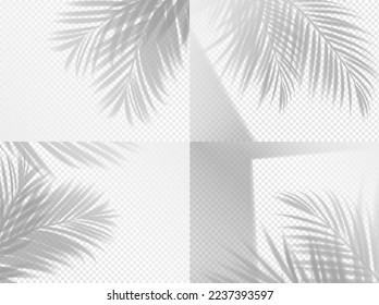 Superposición del fondo de la sombra de la palma, rama transparente de la hoja y de la palma, vector. Hojas de verano sobre la sombra de la luz, efecto transparente realista de la palmera, silueta tropical de la jungla