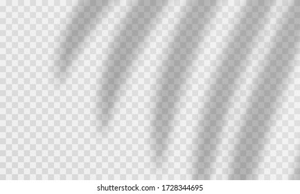 Palm shadow transparent effect. Vector transparent palm leaves overlay