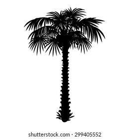 Palm silhouette.